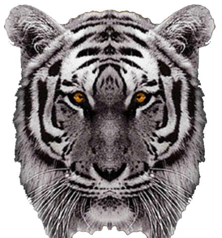 Clearwater Fightin' Tigers